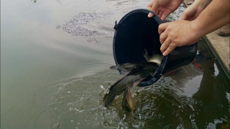 รับจ้างทำบุญออนไลน์ บริการทำบุญแทน ใส่บาตรปล่อยปลา เสริมดวงชะตา