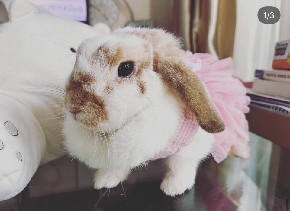 รับถ่ายแบบกระต่าย Bebe Rabbit influencer