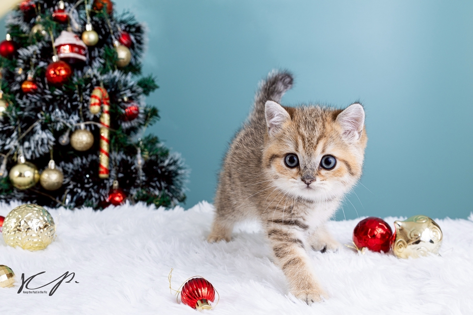 ช่างภาพรับถ่ายรูป รับถ่ายรูปสัตว์เลี้ยง รับถ่ายรูปแมว ช่างภาพกรุงเทพ ช่างภาพ freelance