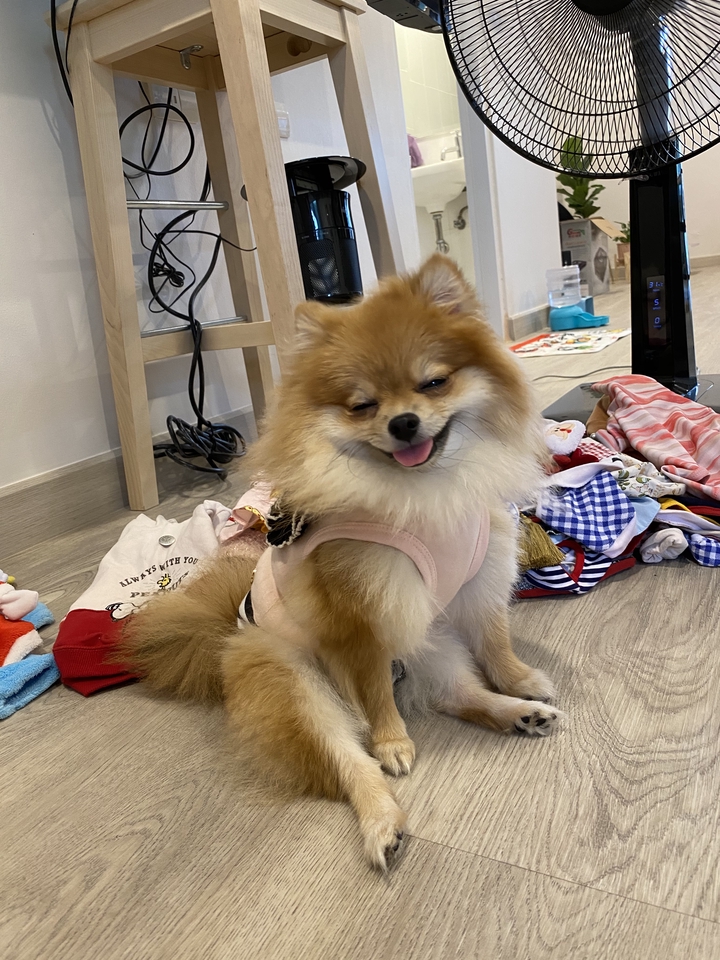 เน็ตไอดอลและบล็อกเกอร์รีวิว - รับรีวิวสินค้าสัตว์เลี้ยงของน้องหมา ลง 2 channels: Facebook Page / IG - 7