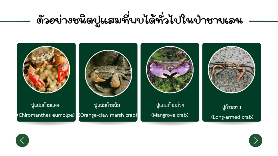 ออกแบบแคนวาโปสเตอร์สไลด์ปูแสมป่าชายเลน