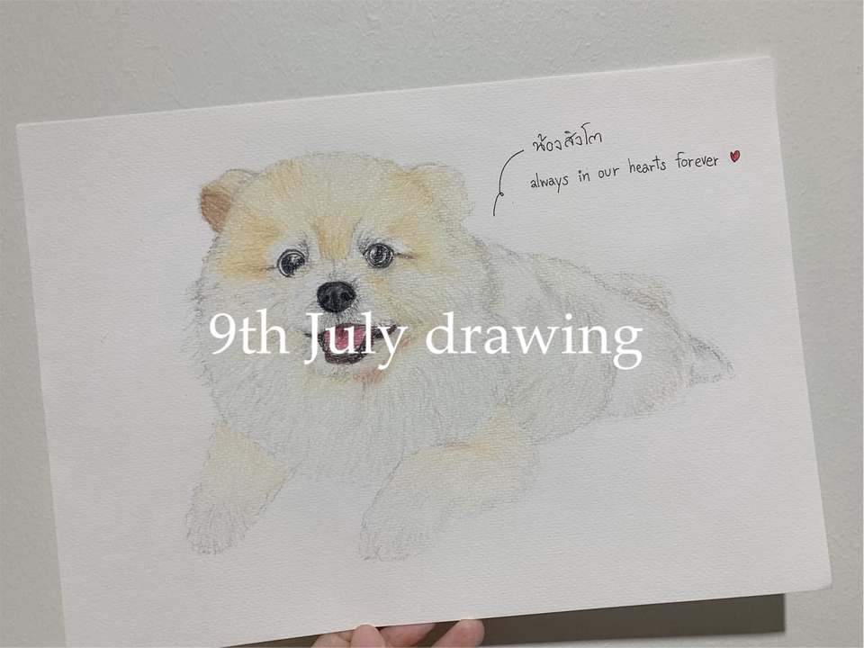 วาดภาพเหมือน Portrait - 9th July drawing : รับวาดภาพเหมือนสัตว์เลี้ยงตามสั่ง ภาพเหมือนสีไม้ - 4