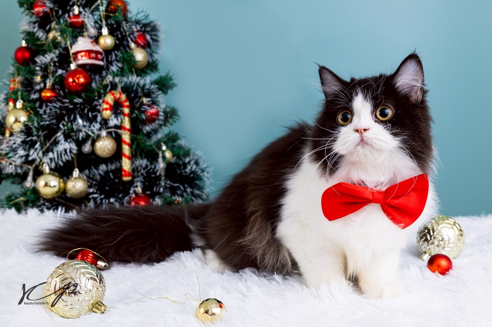 รับถ่ายภาพแมว ช่างภาพ รับถ่ายรูปสัตว์เลี้ยง แมวเหมียว น่ารัก สีขาวดำ ถ่ายรูปแมวน่ารัก รับถ่ายภาพแฟชั่น รับถ่ายภาพสัตว์เลี้ยง รับถ่ายภาพแมวสวย ถ่ายภาพแมวสัตว์เลี้ยง