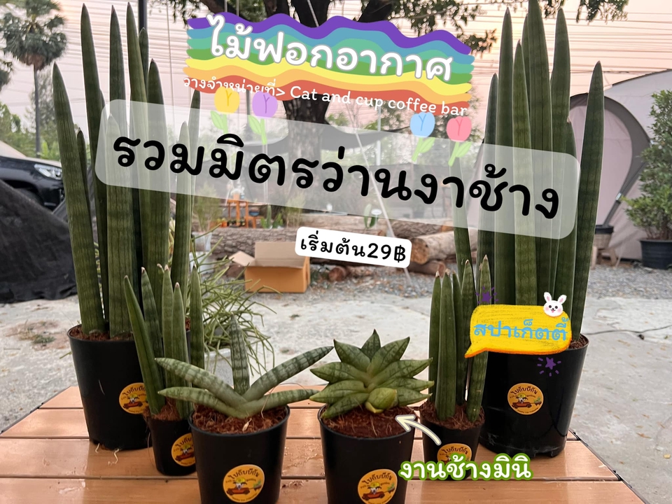 Infographics - งานรับออกแบบInfographics ทุกประเภท ราคากันเอง - 19