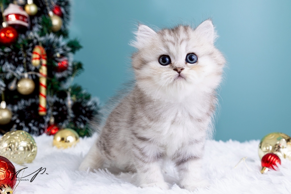 รับถ่ายภาพสัตว์เลี้ยง ช่างภาพสัตว์เลี้ยง ถ่ายภาพแมว รับถ่ายภาพแมว ช่างภาพ รับถ่ายภาพ freelance ช่างถ่ายรูป