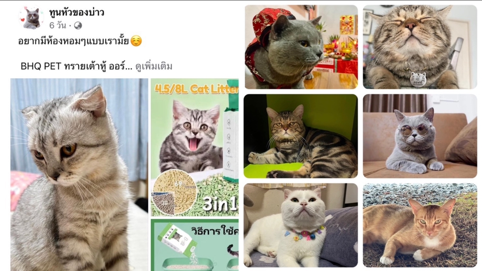 เน็ตไอดอลและบล็อกเกอร์รีวิว - รับรีวิวผลิตภัณฑ์สำหรับสัตว์เลี้ยง - 1