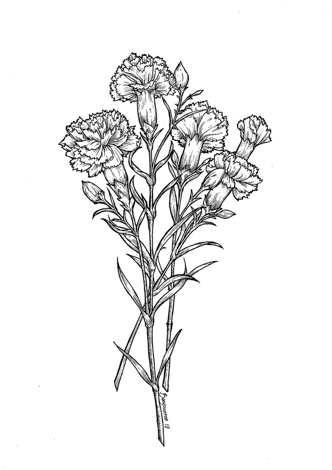 Gambar dan Ilustrasi - Flowers Lineart - 7