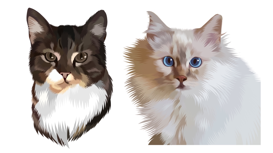 Ilustrasi dua kucing dengan warna bulu yang berbeda, cocok untuk dekorasi dan keperluan desain.