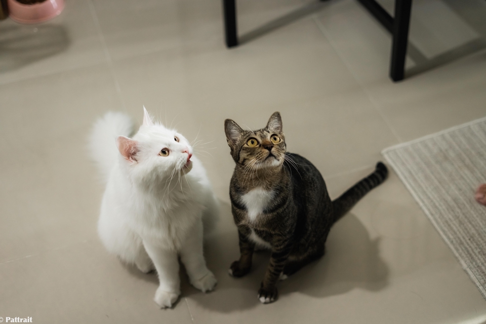 ตากล้อง รับถ่ายภาพแมวสวยๆ สองตัวนั่งมองขึ้นข้างบน น่ารักมากๆ ถ่ายภาพสัตว์เลี้ยง งาน pet photography ช่างภาพ freelance ถ่ายรูป cat pet รูปถ่ายแมว เชียงใหม่ กรุงเทพ ภูเก็ต ขอนแก่น