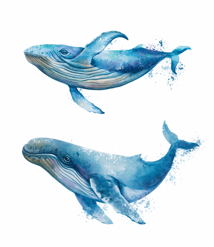 รับวาดภาพประกอบวาฬสีน้ำเงินในทะเล วาดรูปวาฬสีน้ำเงิน ภาพประกอบวาฬสีน้ำเงิน ภาพวาดวาฬสีน้ำเงิน ภาพวาดภาพประกอบวาฬ ภาพวาดวาฬในทะเล ภาพประกอบ ภาพวาด วาดภาพ รับวาดภาพ งานวาดภาพ digital painting