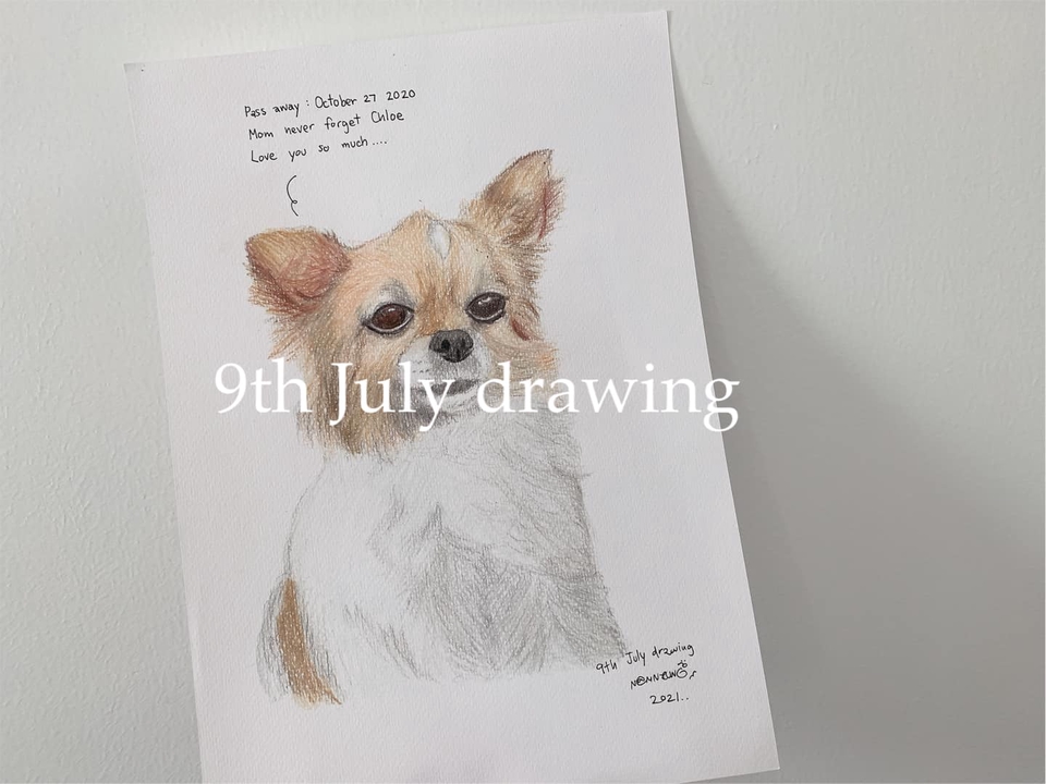 วาดภาพเหมือน Portrait - 9th July drawing : รับวาดภาพเหมือนสัตว์เลี้ยงตามสั่ง ภาพเหมือนสีไม้ - 16
