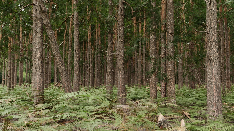 3D Modeling Environment Untuk Game, Cinematic , dan lainnya