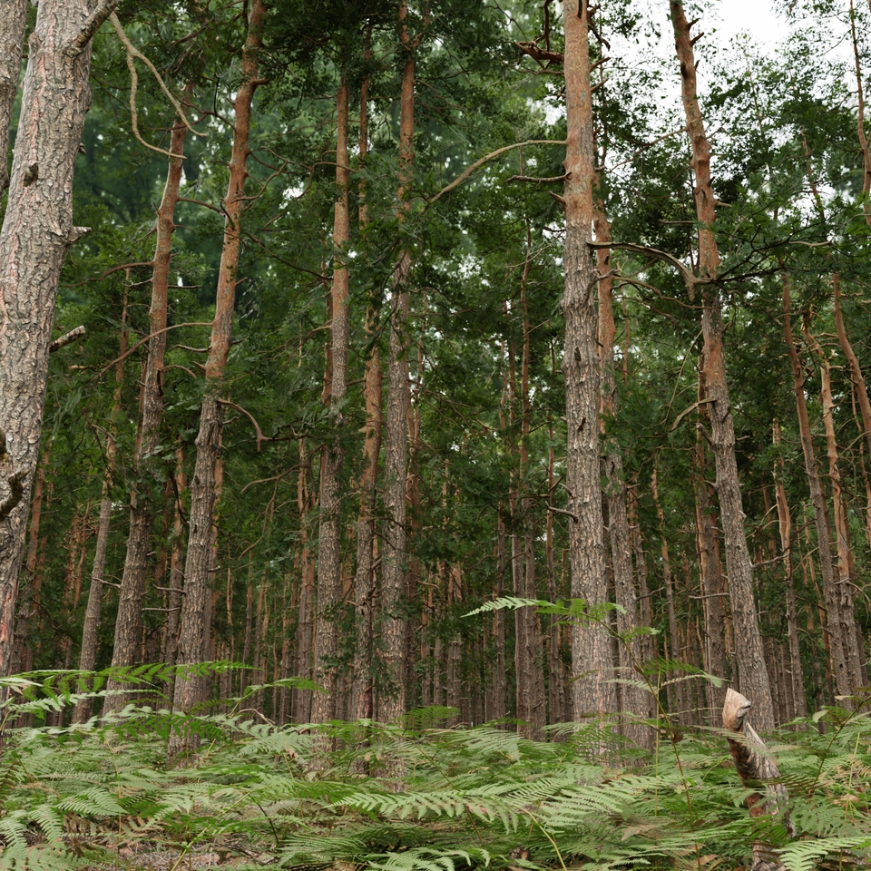 Jasa Desain Arsitektur 3D untuk Rumah, Apartemen, dan Kantor