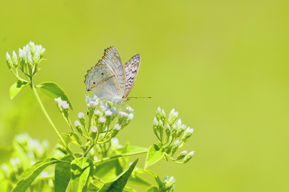 ไดคัท & Photoshop - งาน Adobe photoshop - 7