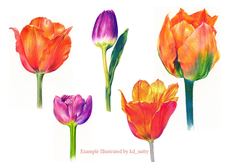 วาดภาพเหมือน Portrait - วาดภาพเหมือน ภาพประกอบ สีไม้ - 17