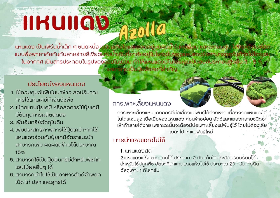 Infographics - รับออกแบบกราฟิก Infograhic - 2