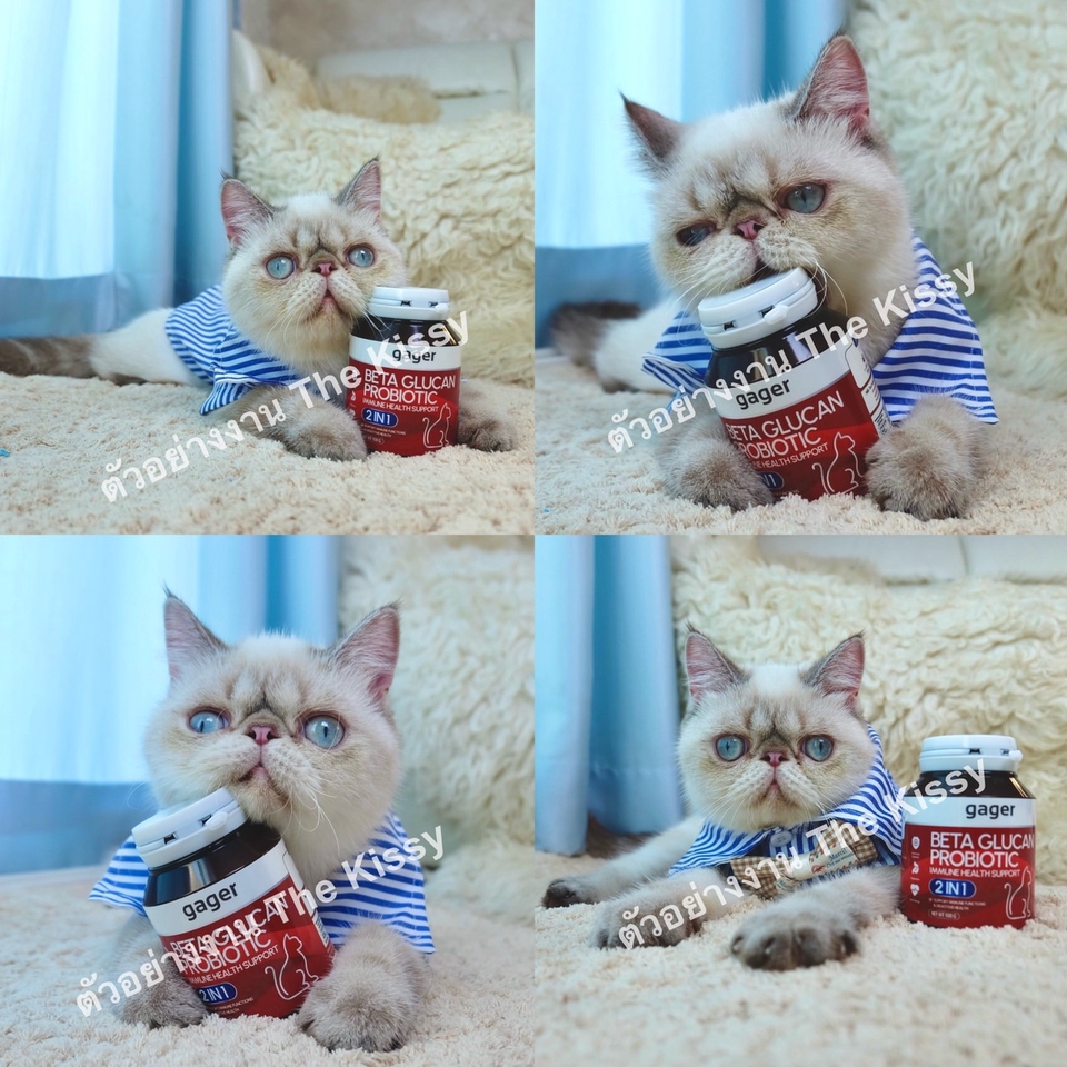 รับรีวิวสินค้า จ้างเน็ตไอดอล รีวิวอาหาร เสริมภูมิคุ้มกัน สำหรับแมว