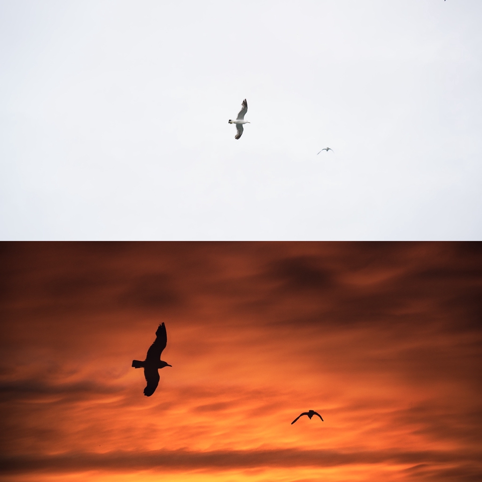 รับตัดต่อภาพ ปรับแต่งรูปภาพ รับแก้ไขภาพ ภาพนกสองตัวบินอยู่บนท้องฟ้า