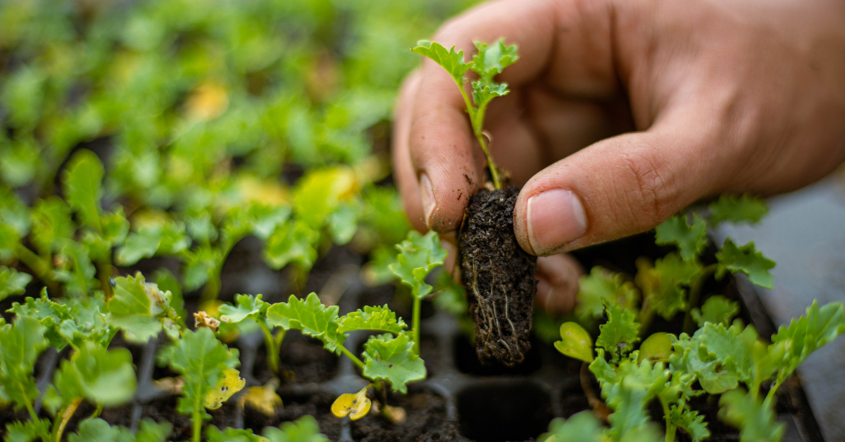 Gardening 101 - Seed Starting