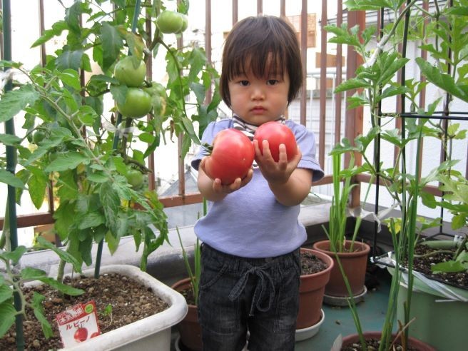 初心者向け プランター菜園の始め方 ベランダでもokな野菜を紹介 らくらくコミュニティ