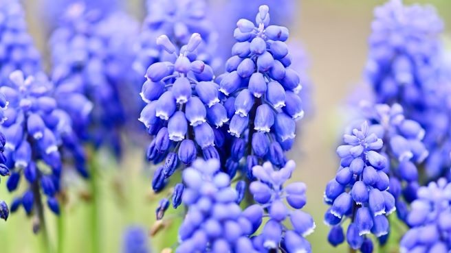 植えっぱなし で毎年咲く花 知ってる 花 家庭菜園 らくらくコミュニティ