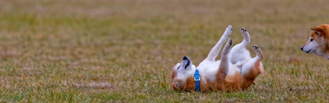 ドジな犬は可愛い 僕のドジも 公開 ペット らくらくコミュニティ