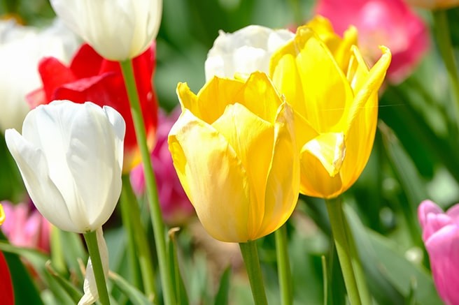 多年草とは 特徴や育て方などをご紹介 らくらくコミュニティ