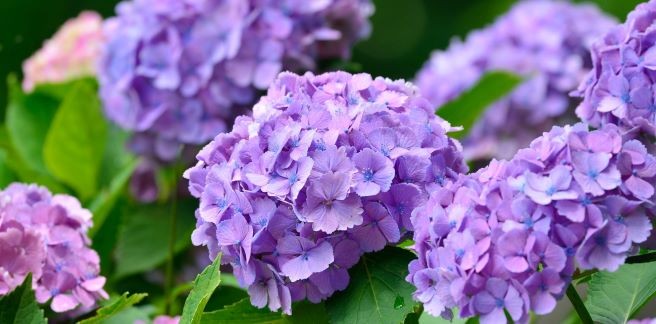 スマホの待ち受け 何の写真ですか らくらくコミュニティ