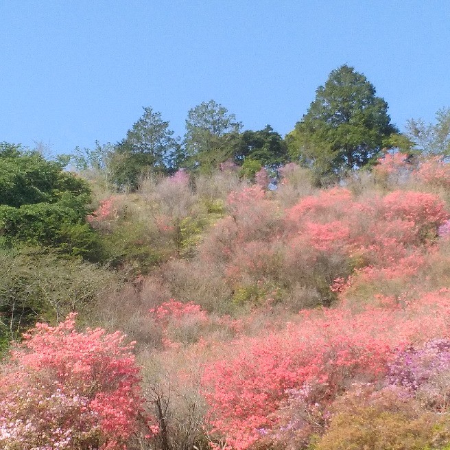 花 と69歳奮闘中 Yell コブクロ お花の名前 らくらくコミュニティ