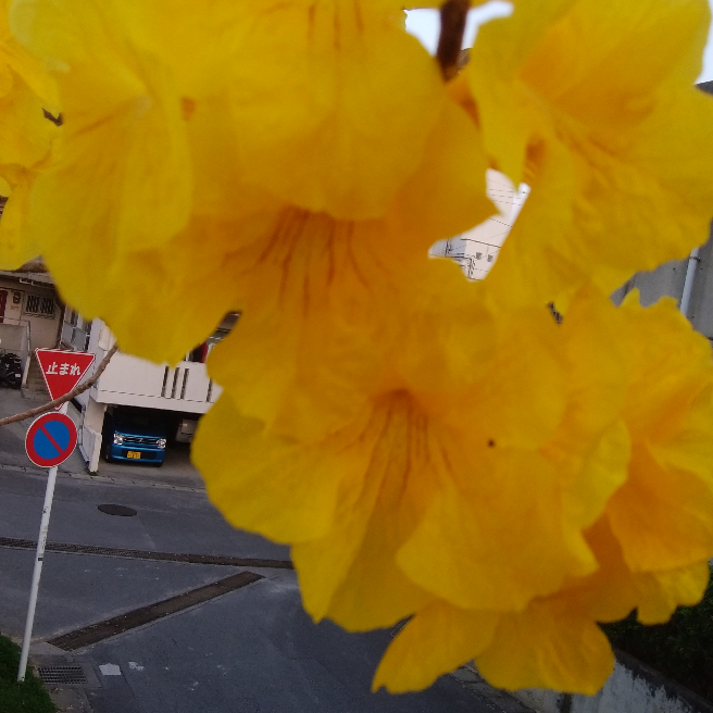 イッペーの花咲く らくらくコミュニティ