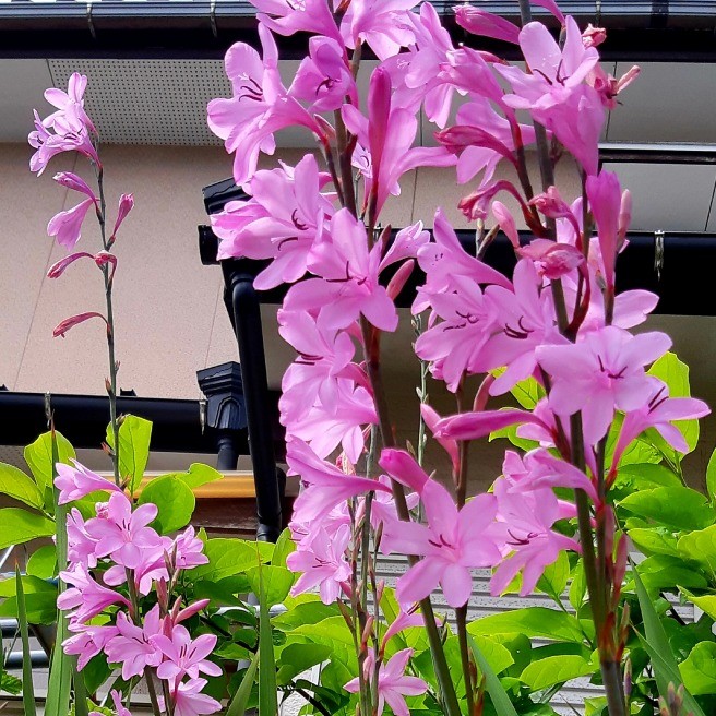 ワトソニア ボルボニカの花 花 家庭菜園 らくらくコミュニティ