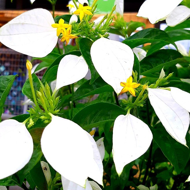 ハンカチの花 コンロンカの花 花 家庭菜園 らくらくコミュニティ