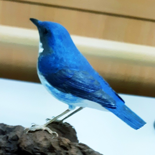 幸せの青い鳥?～コルリちゃんですね?｜ペット｜らくらくコミュニティ