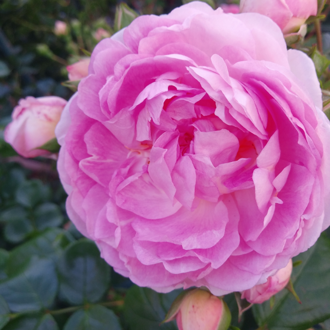 我が家の新緑の中の薔薇 花 家庭菜園 らくらくコミュニティ