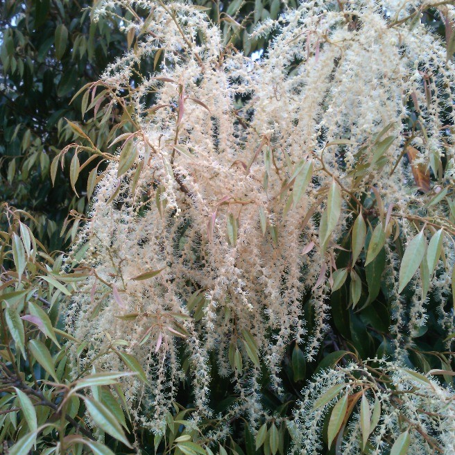 どんぐりの花 ウォーキング らくらくコミュニティ