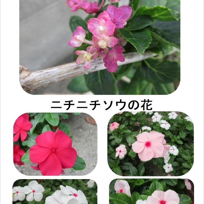 42150歩👣散歩中に見られる【花】｜みんな歩こう｜らくらくコミュニティ