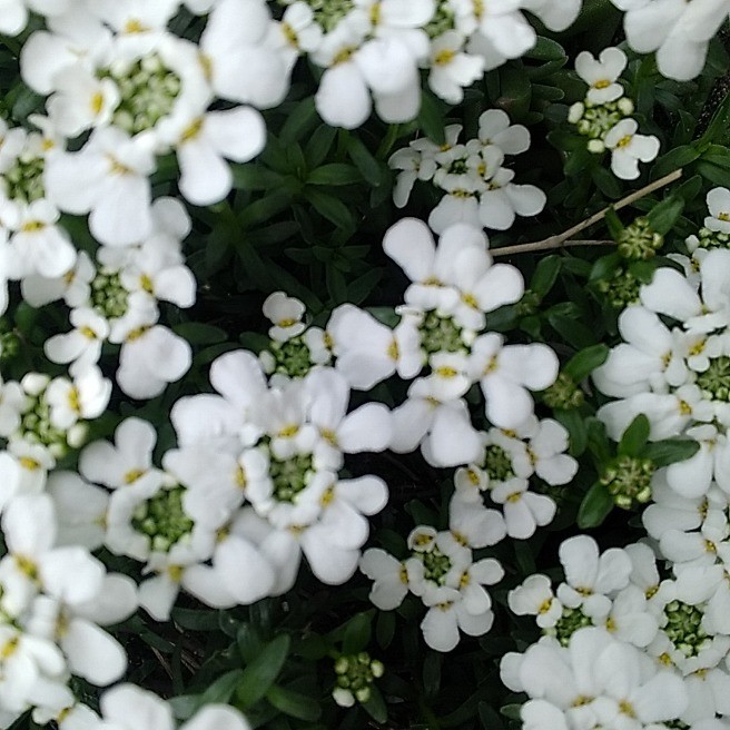 かわいいお花です らくらくコミュニティ