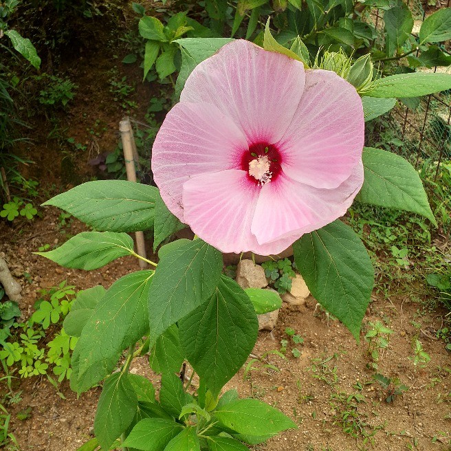 ピンク花が咲きました お花の名前 らくらくコミュニティ