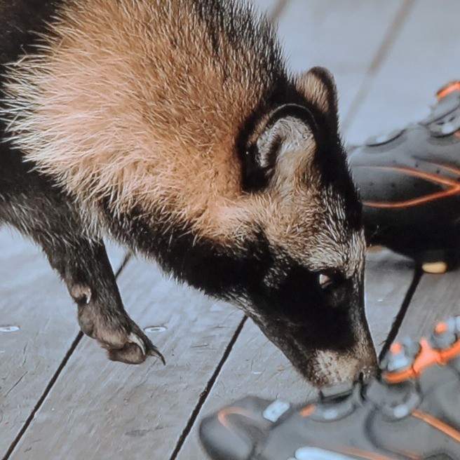 葛西臨海公園のタヌちゃん。｜ペット｜らくらくコミュニティ