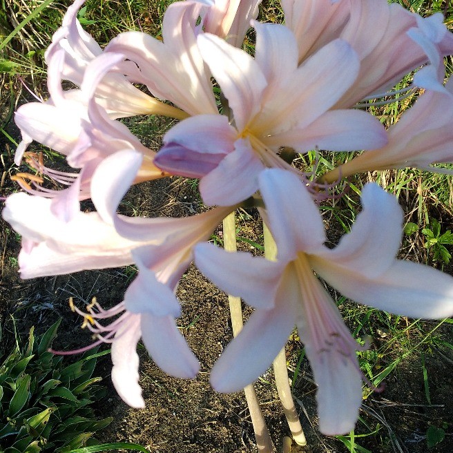 不思議な花 リコリス 花 家庭菜園 らくらくコミュニティ