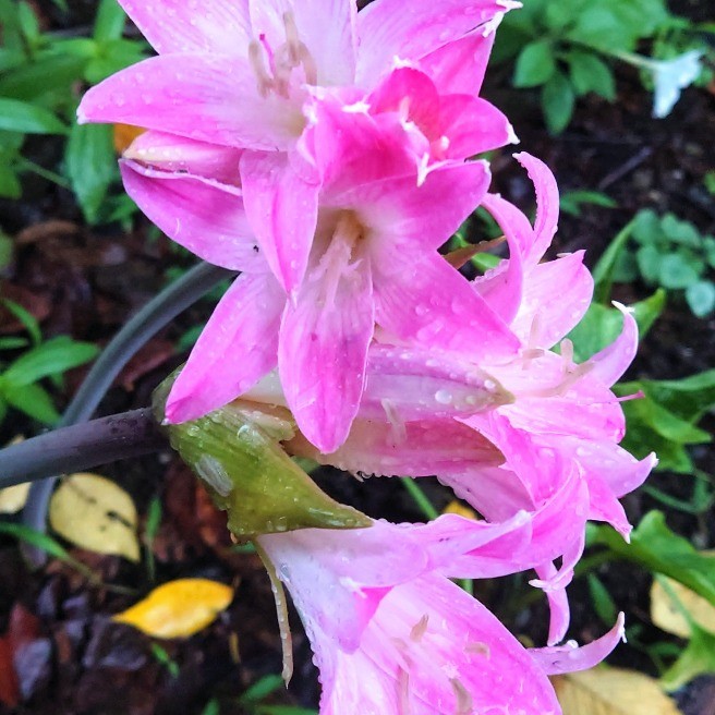 献身的な愛 花 家庭菜園 らくらくコミュニティ