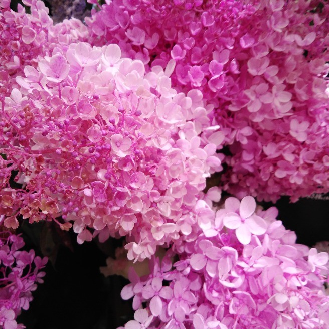 晩夏に咲く鮮やかな アジサイ水無月 花 家庭菜園 らくらくコミュニティ