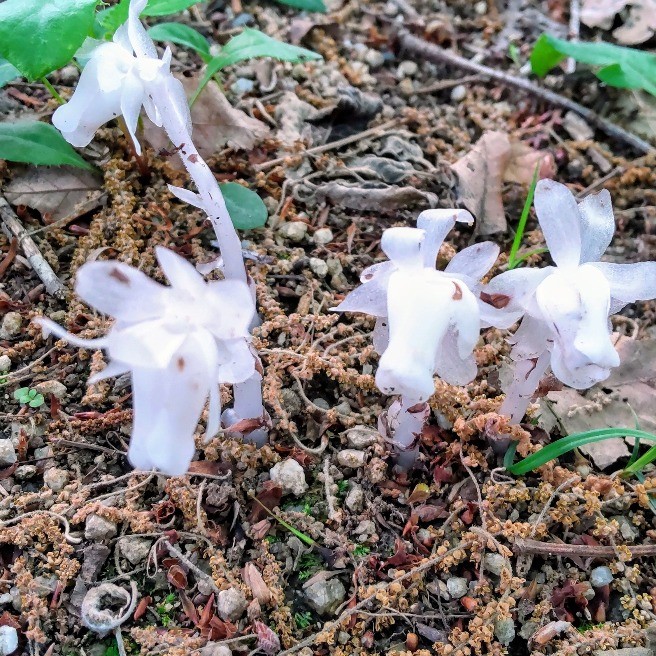 初夏に観る珍しい植物｜花・家庭菜園｜らくらくコミュニティ