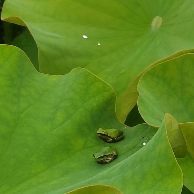 蓮の葉っぱ🍃カエル🐸🐸が沢山いたよ😙😘💓｜楽しい｜らくらくコミュニティ