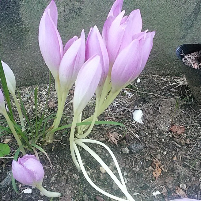 コルチカム 花 家庭菜園 らくらくコミュニティ