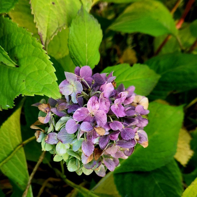 秋の紫陽花 花 家庭菜園 らくらくコミュニティ