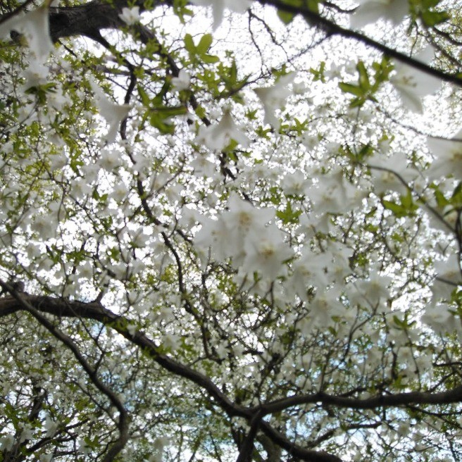 シロヤシオツツジ｜花・家庭菜園｜らくらくコミュニティ