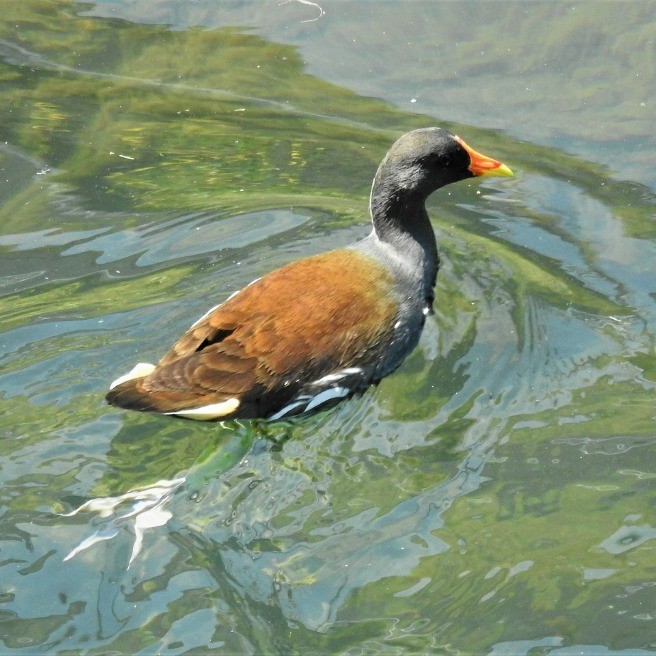 境川 初夏の情景 バン らくらくコミュニティ