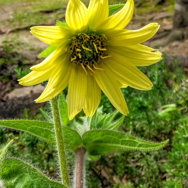 ひまわりに似た花?が綺麗です。｜花・家庭菜園｜らくらくコミュニティ