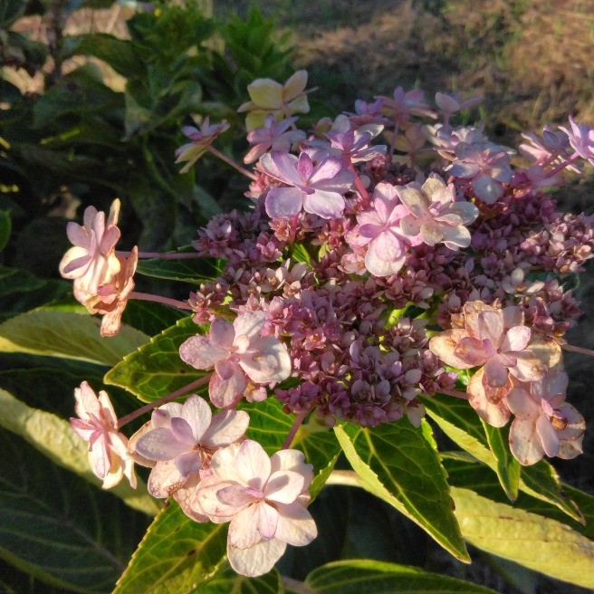 紫陽花とアケビ｜空・散歩写真｜らくらくコミュニティ